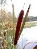 Bulrush